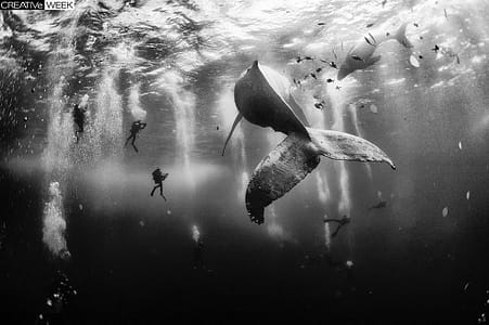 Дайвинг с горбатыми китами, Мексика. (Фото Anuar Patjane | National Geographic Traveler Photo Contest)