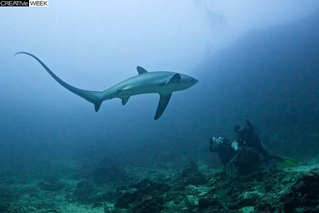 Пелагическая лисья акула или морская лисица. исьи акулы охотятся, используя свой длинный хвост, как хлыст. Они сбивают косяк рыб плотнее и оглушают им добычу. (Фото Noel Guevara | National Geographic Traveler Photo Contest)