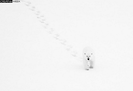 Белый медведь на Шпицбергене. (Фото Daniele Bertin | National Geographic Traveler Photo Contest)