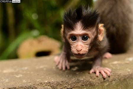 Любопытный макак на Бали. (Фото Matthew Douglas | National Geographic Traveler Photo Contest)